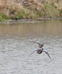 Blue winged Teals